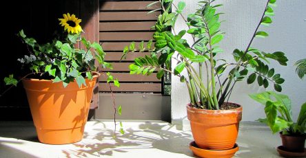 Zamioculca plantas para sala