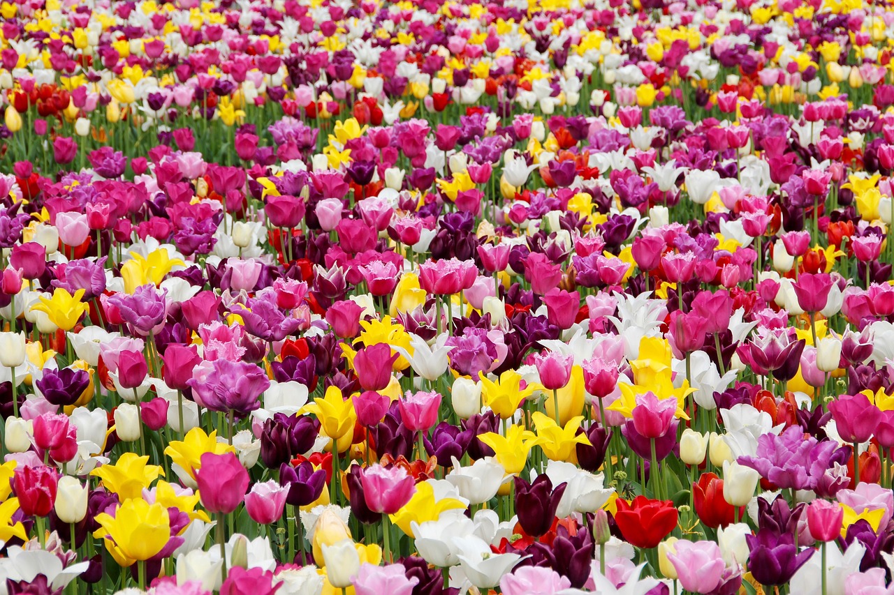 Um jardim exuberante com flores coloridas e árvores ao fundo, ideal para representar um espaço transformado.